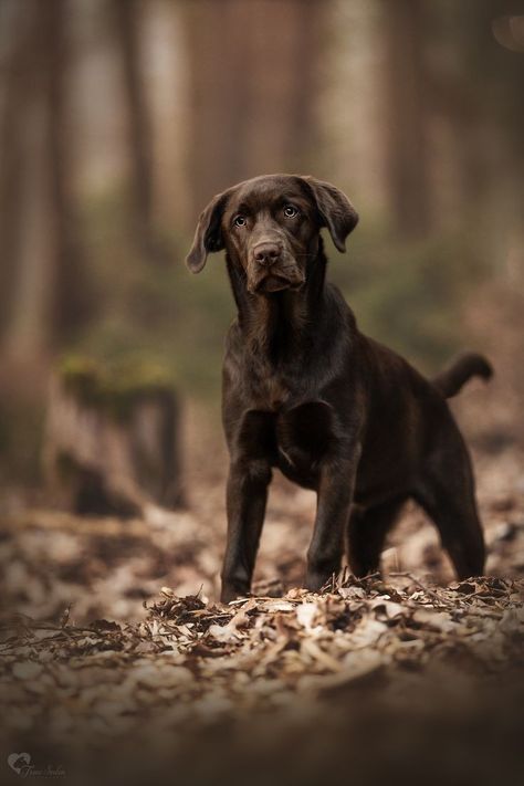 Outdoor Pet Photography, Labrador Photography, Dog Photography Outdoor, Professional Dog Photography, Pet Photography Poses, Dog Portrait Photography, Dog Photography Poses, Big Dogs Breeds, Biggest Dog In The World