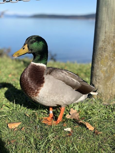 Mallard Duck Photography, Ducks Reference, Mallard Duck Art, Duck Reference Photo, Mallard Drawing, Mallard Duck Drawing, Mallard Duck Painting, Facts About Ducks, Duck Reference