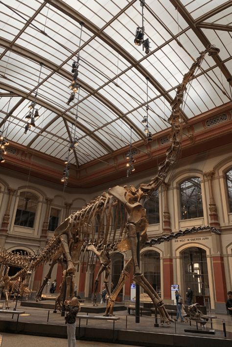 Dinosaur Museum, Night At The Museum, Natural History Museum, A Dinosaur, Prehistoric Animals, History Museum, Anthropology, Jurassic World, Art Galleries