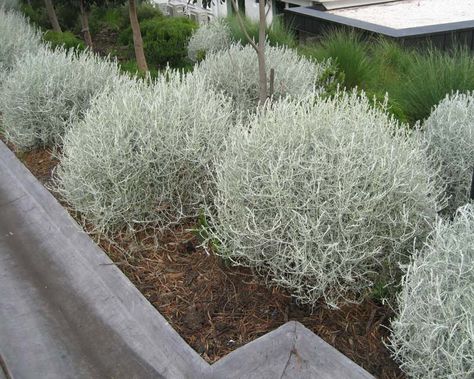 Silver Plants, Australian Native Garden, Front Garden Ideas, Native Gardens, Coastal Garden, Australian Natives, Australian Plants, Small Shrubs, Dry Garden