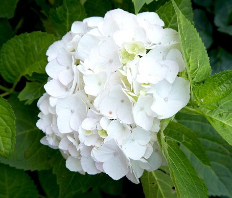 The Most Gorgeous White Hydrangeas for Your Garden Blushing Bride Hydrangea, Moon Gardens, Deadheading Flowers, Hydrangea Landscaping, Big Leaf Hydrangea, Bigleaf Hydrangea, Types Of Hydrangeas, Smooth Hydrangea, Endless Summer Hydrangea