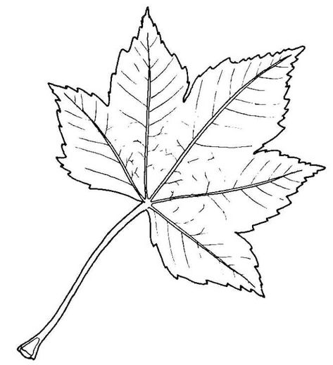 A leaf is an organ of a vascular plant and is the principal lateral appendage of the stem. Description from wisatagrafi.com. I searched for this on bing.com/images Sycamore Leaf Drawing, Sycamore Leaf Tattoo, Fall Leaves Tattoo, Sycamore Leaf, Tattoo Coverup, Leaves Sketch, Plant Bud, Leaf Tattoo, Leaf Outline