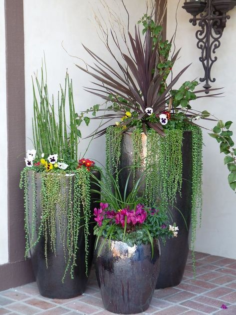 نباتات منزلية, Potted Plants Outdoor, Container Gardening Flowers, Tall Flowers, Outdoor Pots, Garden Containers, Kew Gardens, Deco Floral, Outdoor Planters