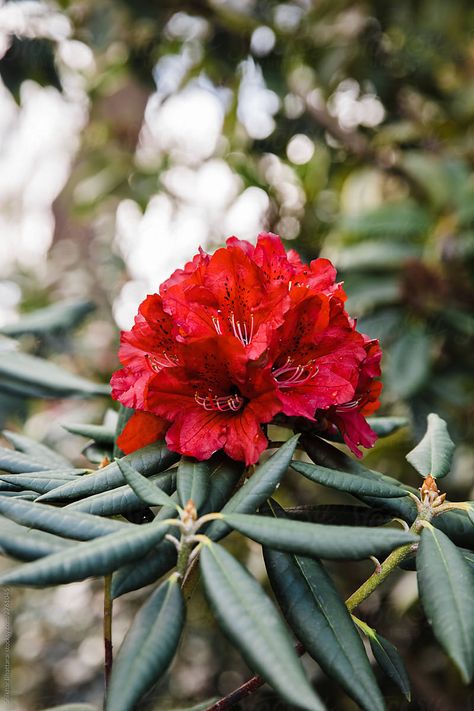 Nature, Nepali Illustration, Rhodendron Flower, Rhododendron Drawing, Rhododendron Tree, Rhododendron Tattoo, Garden Core, Mad Honey, Rhododendron Flower