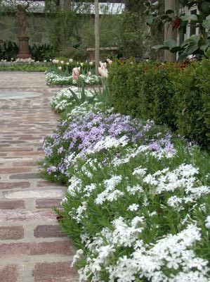 Driveway Edging Plants, Plants Next To Driveway, Porch Border Landscaping, Border Grass Ideas, Plants For Sidewalk Border, Patio Border Plants, Patio Landscaping Border, Front Border Plants, Flower Border Landscape