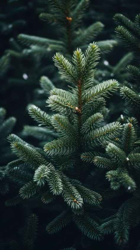 Spruce tree christmas winter plant.  | premium image by rawpixel.com / Pinn Christmas Aesthetic Phone, Evergreen Wallpaper, Georgia Aesthetic, Notion Images, New Phone Who Dis, Christmas Tree Plant, Winter Gown, Winter Florals, Pine Leaf