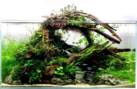 Aquarium driftwood – Aquariadise Driftwood Fish, Aquarium Driftwood, Mini Aquarium, Aquarium Terrarium, Nano Aquarium, Nature Aquarium, Aquascape Aquarium, Aquarium Design, Tanked Aquariums