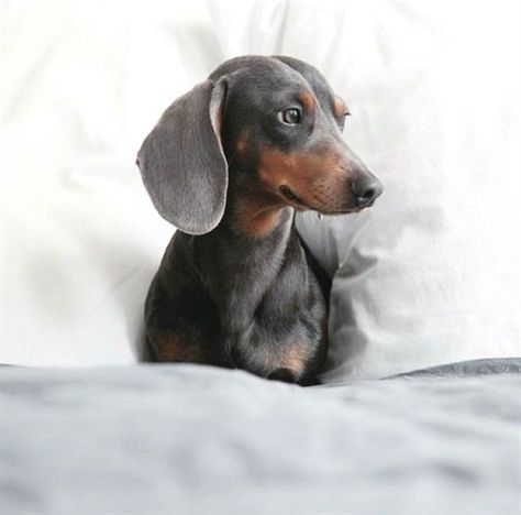 sabonhomeblog Blue And Tan Dachshund, Blue Dachshund, Daschund Puppies, Tan Dachshund, Dachshund Training, Dachshund Breed, Dachshund Funny, Clever Dog, Dachshund Puppy Miniature