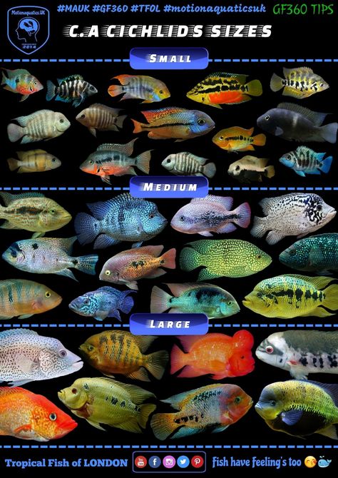 South American Cichlid Tank, African Cichlid Tank, Fish Ponds Backyard, American Cichlid, South American Cichlids, Cichlid Aquarium, Oscar Fish, Fish Tank Themes, Fish List