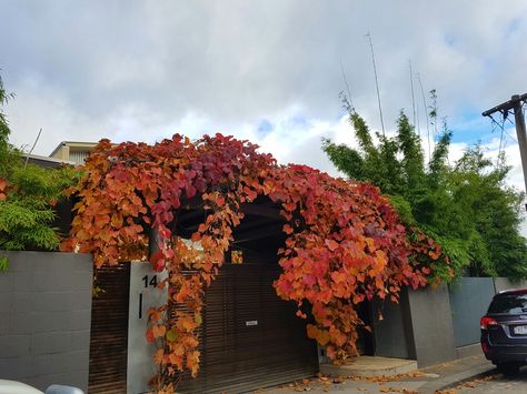 Amazing ornamental grape vine Ornamental Grape Vine, Climbing Plants, Drought Tolerant, Autumn Garden, Backyard Landscaping, Grape Vines, Garden Landscaping, Vines, Grapes