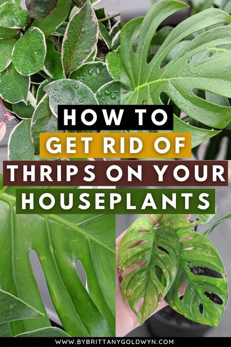 Learn how to get rid of thrips on your houseplants and save them! If you've tried everything or are confused, this is the article for you. Get Rid Of Spiders, Save For House, Spider Mites, Plant Tissue, Insecticidal Soap, Monstera Deliciosa, Holistic Medicine, The Attic, Beneficial Insects