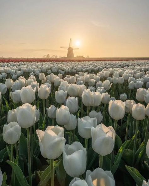 Fields of tulip 🌷 . . . . . . #flowers #field #flower #forestphotography #photography #photooftheday #picoftheday #peaceful #cozy #calm #clouds #instadaily #instagram #travelphotography One Different Flower In A Field, Calm Flowers, Peace Photos, White Flower Field, Peaceful Photos, Flower Garden Aesthetic, Fields Of Tulips, Tulip Fields Netherlands, Tulips Field