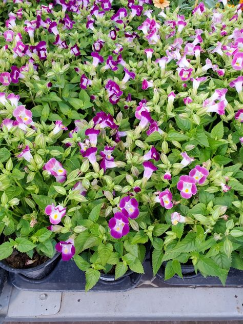 Torenia wishbone flower Wishbone Flower, Shade Plants, Celery, Light Shades, Flowers, Plants