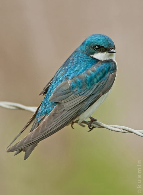 tree swallow (tachycineta bicolor) | Flickr - Photo Sharing! Tree Swallow, Bird Sitting, Animal Costumes, Kinds Of Birds, Blue Birds, Nature Birds, Bird Cards, Backyard Birds, Bird Pictures