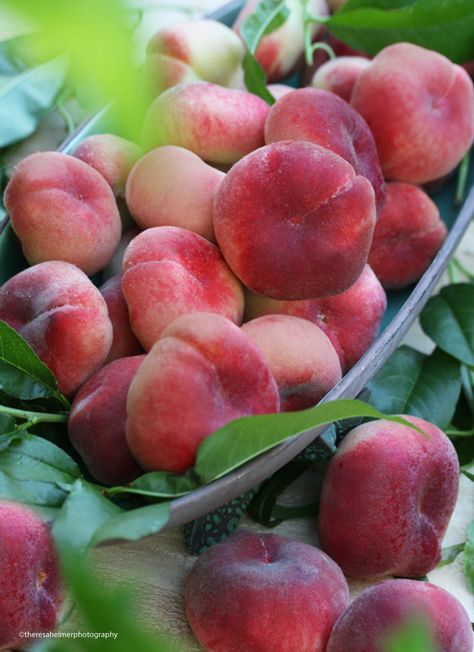 Garden Donut Peaches Donut Peaches, Peach Food Photography, Peach Fruit Aesthetic, Peach Tree Photography, Peach Fruit Photography, Vegetable Trays, Donut Peach, Peach Orchard, Unique Fruit