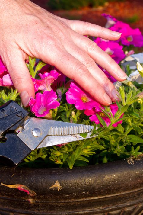 Petunias are among the most popular of garden flowers. Unfortunately, those colorful blossoms die off quickly, leaving you the job of deadheading petunias. Get deadheading tips for petunias here. Deadheading Petunias, Petunia Tattoo, Avocado Seed Growing, Petunia Care, Deadheading Flowers, Colorful Landscaping, Petunia Flowers, Geraniums Garden, Gemüseanbau In Kübeln