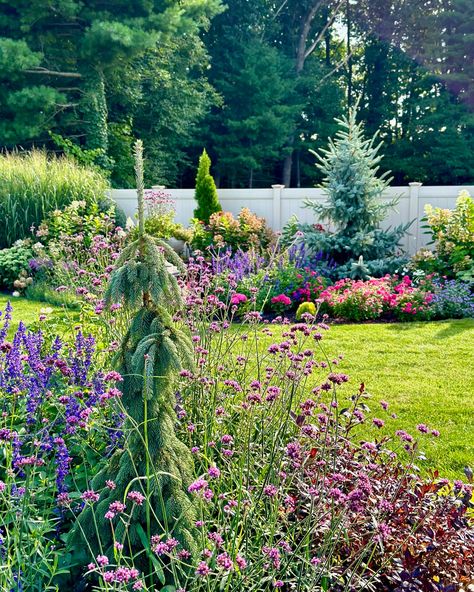 One of our favorite specimen trees in the garden is the Weeping White Spruce! Here are three reasons why: ✅Focal Point: The Weeping White Spruce stands out in our garden with its cascading branches and soft, blue-green needles. Its unique form adds a touch of elegance, creating a focal point that draws the eye and complements the surrounding landscape. ✅Low Maintenance: Despite its sophisticated appearance, this tree is surprisingly easy to care for. It thrives in various soil types, requires... Weeping Cypress Tree, Blue Spruce Tree Landscaping, Weeping White Spruce Landscape, Weeping Spruce, Pnw Landscaping, Landscape Low Maintenance, Weeping White Spruce, Blue Spruce Tree, Emerald Green Arborvitae