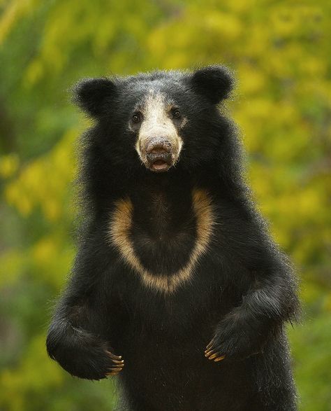 10 Things You Need To Know About Sloth Bears | Nature inFocus Indian Wildlife, Elephant Shrew, Bear Species, Moon Bear, Sloth Bear, Hampi, Cute Sloth, Cute Wild Animals, Bear Stuffed Animal