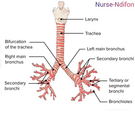 Bronchial Tree Human Respiratory System, Notes Online, Class Notes, Respiratory System, Drawing Easy, Easy Drawings, Anatomy, Drawings