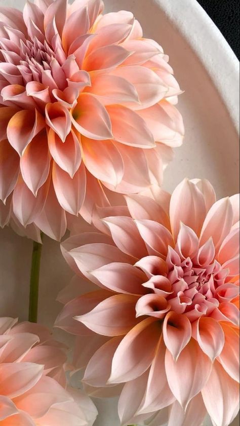 Dhalia Aesthetic Wallpaper, Dalia Flower Aesthetic, Dhalia Aesthetic, Dahlia Flower Wallpaper, Iphone Wallpaper Flowers, Dahlia Wallpaper, Dalia Flower, Wallpaper Flowers, Aesthetic Flower