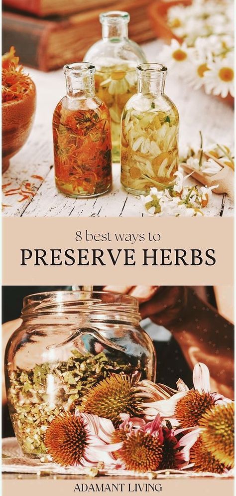 Master 8 different ways to preserve fresh herbs with this essential guide, a cornerstone of herbal medicine recipes. This comprehensive approach covers everything from drying herbs to preserving them in various forms, ensuring your medicinal herbs garden remains a valuable resource throughout the year. Suitable for herbalism enthusiasts at all levels, find out more about natural remedies and herbs for health at adamantliving.com Herbs Garden, Preserve Fresh Herbs, Medicine Recipes, Medicine Garden, Herbal Medicine Recipes, Herbal Remedies Recipes, Preserving Herbs, Medicinal Herbs Garden, Harvesting Herbs