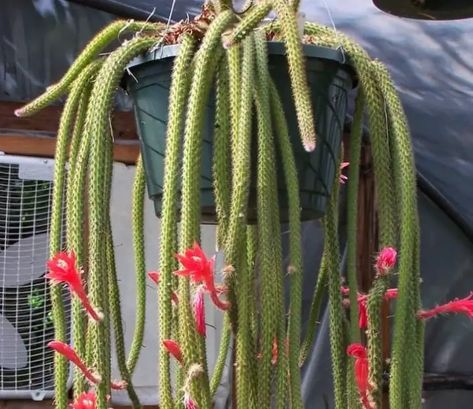 How to plant, grow and care for Rat tail cactus Rat Tail Cactus, Cactus Care, Rat Tail, In The Wild, The Plant, Orange Flowers, Cactus Plants, Rats, The Wild