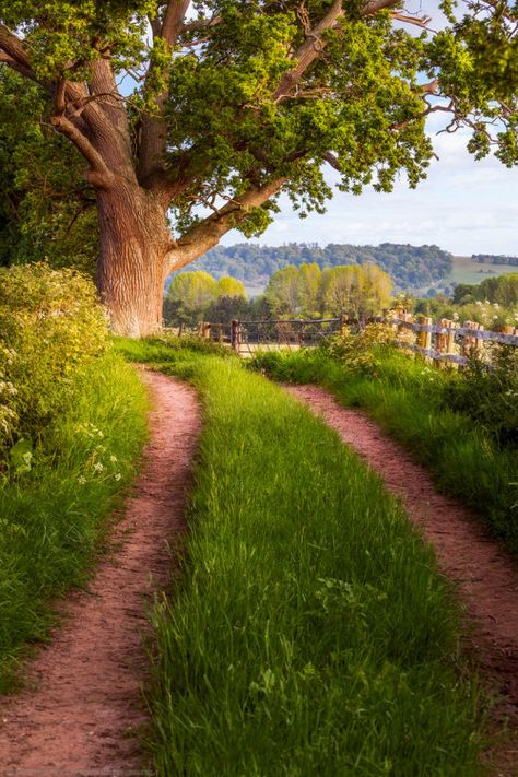 outdoormagic: Country Lane, Leton, Hereford, Herefordshire,... Landscaping Software, Country Lane, Country Roads Take Me Home, Country Scenes, Hereford, Green Gables, English Countryside, Green Grass, Country Life