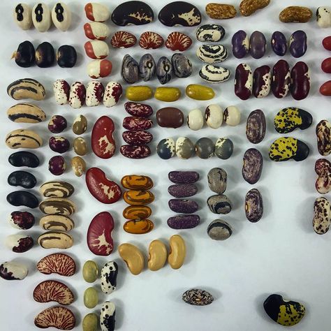 quilt seeds! Heirloom Seeds, Lemon Water, Food Art, Peas, Sake, Seeds, Shells, Essence, Art Inspiration