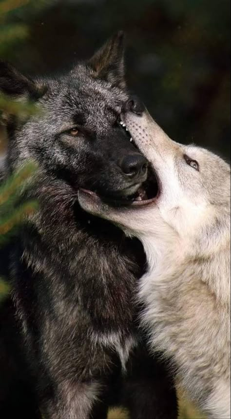 Werewolves Mates, Wolf Mates, Wolf Poses, Werewolf Aesthetic, Wolf Photography, Wolf Stuff, Wolf Photos, Wolf Spirit Animal, Wolf Love