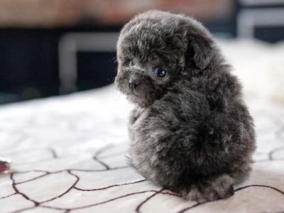 Micro Puppies, Teacup Puppy Breeds, Micro Teacup Poodle, Micro Poodle, Miniature English Bulldog, Teacup Poodles For Sale, Tiny Toy Poodle, Teacup Poodles, Dachshund Colors