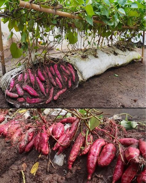 Sweet Potato Plant, Growing Sweet Potatoes, Farming Ideas, Small Vegetable Gardens, Vegetable Garden Planning, Indoor Vegetable Gardening, Vegetable Garden Diy, Growing Potatoes, Veg Garden