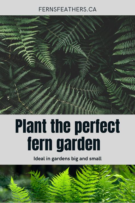 Wooded Backyard Landscape, Fern Varieties, Barren Landscape, Fern Garden, Types Of Ferns, Japanese Painted Fern, Ferns Garden, Wildlife Garden, Tree Fern