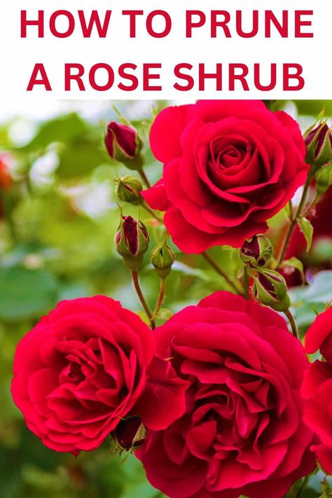 How To Prune A Rose Bush - Peaceful Living NH Trim Rose Bushes, When To Prune Roses, Rose Bush Care, Rose Hedge, How To Trim Bushes, Pruning Roses, Ground Cover Roses, Bush Garden, Lilac Bushes