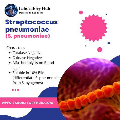 Characteristics of Streptococcus Pneumoniae (S. pneumoniae) . . . . . #streptococcuspneumoniae #microbiology #staphylococcusaureus #pneumonia #haemophilusinfluenzae #lab #microbiologia #communityacquiredpneumonia #chronicillness #laboratoryhub Types Of Pneumonia, Bacteriology Mnemonics, Monoclonal Antibodies, Klebsiella Pneumoniae, Mycobacterium Leprae, Streptococcus Pneumoniae, Microbiology, Chronic Illness, Lab