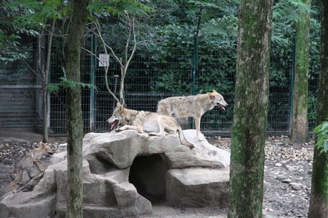 Wolf Enclosure, Dog Backyard, Zoo Project, Wolf Dog, Wolf Pack, Owl House, Otters, Shanghai, Panther