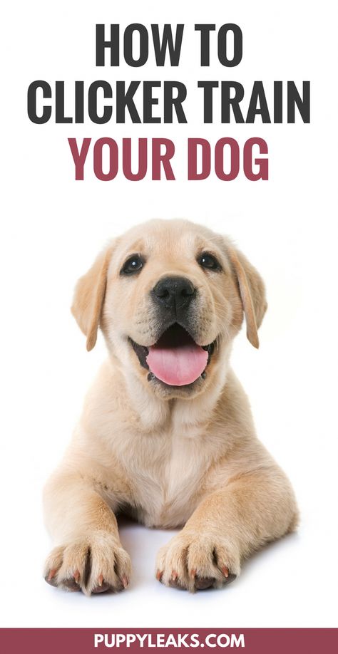 The basics of clicker training your dog. The benefits of using a clicker in dog training. #DogObidience Las Vegas, Los Angeles, Obstacle Courses, Pocket Beagle, Dog Minding, Easiest Dogs To Train, Dog Brain, Dog Training Techniques, Puppy Training Tips