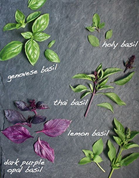 Market Watch: Basil Types Of Basil, Types Of Herbs, Lemon Basil, Thai Basil, Holy Basil, Growing Herbs, Veggie Garden, Kitchen Garden, Herb Garden