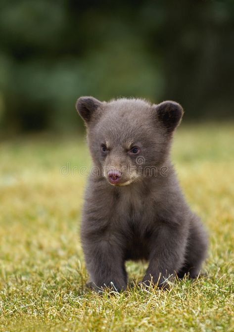 Black Bear (Ursus americanus) Cub. Sitting in the grass , #spon, #Ursus, #Bear, #Black, #americanus, #grass #ad Black Bear Cub, Gatlinburg Cabin Rentals, Grizzly Bears, Black Bears, Bear Cub, Smoky Mountain, Smoky Mountain National Park, Love Bear, Pigeon Forge