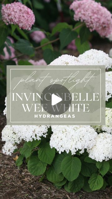 Product Spotlight: Wee White Dwarf Annabelle Hydrangeas Wee White Hydrangea, Butterfly Bushes, Roses Butterfly, Annabelle Hydrangea, Garden Center, The Space, Hydrangea, The White, Yard