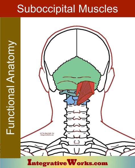 Suboccipital muscles - Functional Anatomy - Integrative Works Kidney Stone Pain Relief, Neck Muscle Anatomy, Neuromuscular Therapy, Mid Back Pain, Occipital Neuralgia, Spinal Fluid, Neck Exercises, Psoas Muscle, Life Hacks Computer