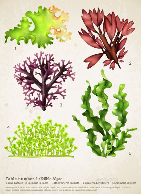 Realistic seaweed set with images of different underwater plants with biology text captions on paper background vector illustration Fish Under The Sea, Ocean Plants, Underwater Background, Underwater Plants, Sea Plants, Sea Life Art, Underwater Art, Sea Art, Plant Illustration