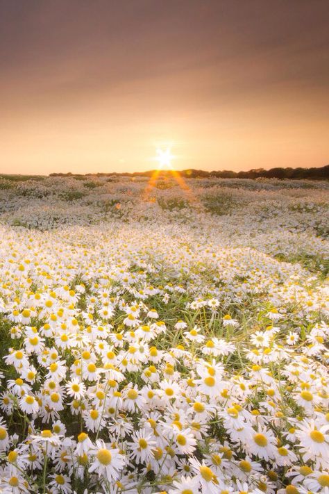 Field of daisy Daisy Field, Daisy Love, Belle Nature, White Daisies, Alam Yang Indah, Alam Semula Jadi, Nature Landscape, Flower Field, Love Flowers