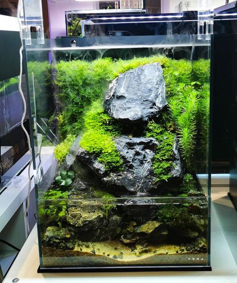 Diy Paludarium Construction, Fish Aquarium Decorations, Fish Tank Terrarium, Aquascape Design, Fish Tank Design, Aquatic Garden, Beautiful Terrariums, Fresh Water Fish Tank, Nano Aquarium