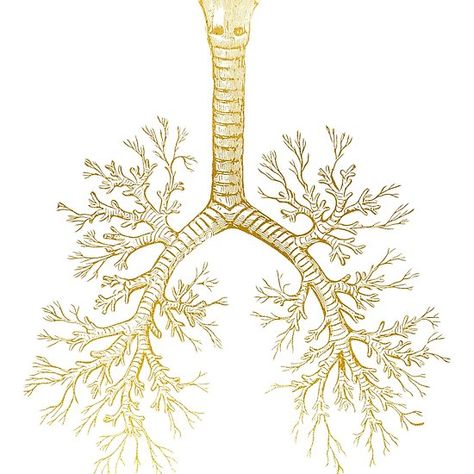 Bronchial tree Tree Lungs, Bronchial Tree, Lungs Illustration, Lungs Art, Human Physiology, Human Lungs, Golden Art, Medical Art, Art Gold