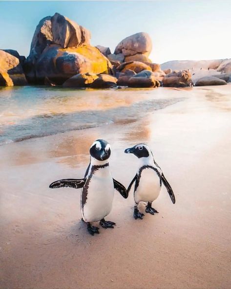 All You Need To Know About Visiting The South African Penguins - Yebo South Africa South Africa Trip, Boulders Beach, Africa Trip, African Penguin, Visit South Africa, Wetland Park, Boulder Beach, Ocean Park, Kruger National Park