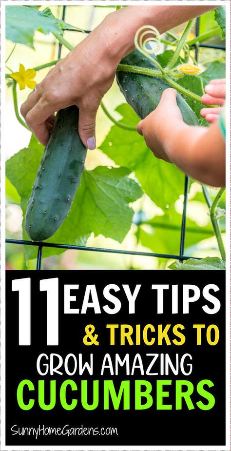 Gardening cucumber plants doesn't need to be difficult. Here are some easy tips, tricks, and ideas to make growing cucumber easier in your edible garden. Cucumber Companion Plants, Cucumber Growing, Bitter Cucumbers, Backyard Vegetable Garden, Cucumber Gardening, Frugal Gardening, Seedlings Indoors, Cucumber Trellis, Vegetable Garden Tips