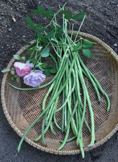 Long Beans Recipe, Chinese Long Beans, Food Saver Vacuum Sealer, Red Carrot, Long Beans, Whats Cooking, Hot Pepper Seeds, Asparagus Beans, Bean Pods