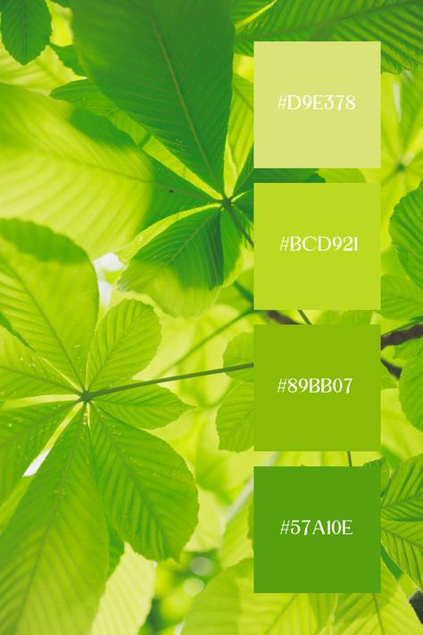 This image captures the delicate beauty of light green palette leaves backlit by sunlight, creating a radiant and serene atmosphere. The soft lighting enhances the various shades of green, making the leaves appear almost translucent. Green Summer Color Palette, Soft Green Pallet Color, Light Green Colour Palette, Yellowish Green, Light Green Palette, Green Color Palette Combination, Green Yellow Color Palette, Light Green Color Palette, Green Pallet Color