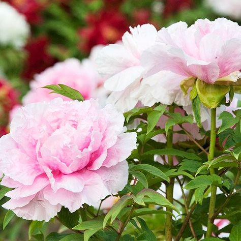 Peony Varieties, Tree Peonies, Japanese Tree, Tree Peony, Red Blossoms, Red Petals, Shrub Roses, Flowering Shrubs, Pink Petals