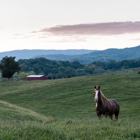 Tennessee Countryside | Tennessee Countryside | Flickr - Photo Sharing! Tennessee Farm Aesthetic, Tennessee Living Country, Tennessee Countryside Aesthetic, East Tennessee Aesthetic, Tennessee Aesthetic Country, Living Off The Land Aesthetic, Tennessee Homestead, Tennessee Ranch, Rural Tennessee